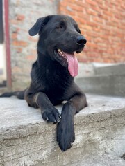 Funny funny dog black labrador, pet retriever