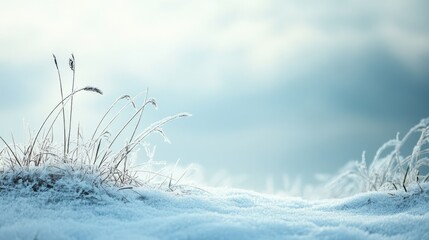 Wall Mural - Frosty grass in a snow-covered field with a blank, overcast sky for text or designs