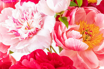 Wall Mural - fresh peonies in the vase