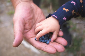 Foraged blueberries from the forest shared between father and child, natural foraging food