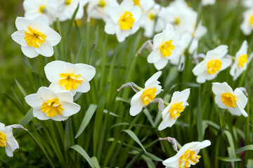 Poster - Yellow white Narcissus flowers grow in a garden on a sunny day