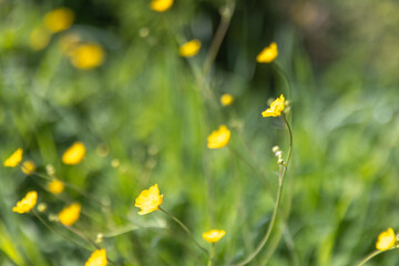 Wall Mural - small wild yellow flowers on a summer meadow, close-up natural photo