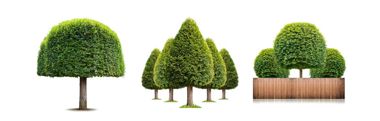 Poster - Three trimmed trees with a fence in the background, isolated on a white backdrop.
