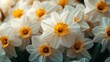 ©  lukaPixMedia - This image features daffodils bathed in soft light, their pure white petals and rich yellow accents creating a tranquil and picturesque scene embodying spring's beauty.
