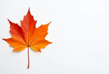 Autumn maple leaf, white background, fall backdrop, flat lay, copyspace, space for text, thanksgiving