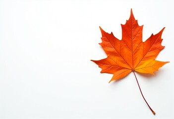 Autumn maple leaf, white background, fall backdrop, flat lay, copyspace, space for text, thanksgiving