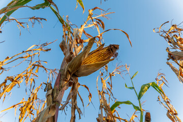 As the sun sets, vibrant orange and yellow tones illuminate the cornfield, highlighting the withered corn stalks and ripe ears of corn. The serene atmosphere reflects the end of the growing season