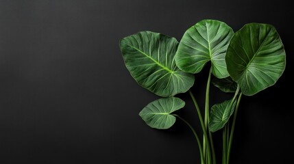 Poster - A close-up of large green leaves against a dark background, showcasing natural beauty.