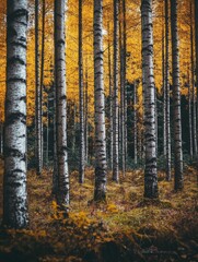 Wall Mural - autumnal forest