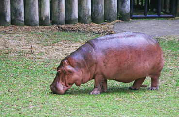 Adult Hippopotamus Relaxing in the zoo, a Common Hippo Native to Sub-Sahara Africa