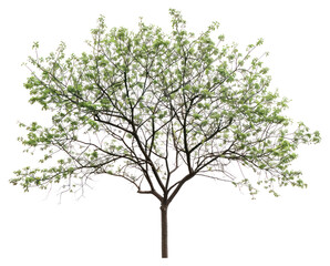 PNG  Lush green tree isolated background