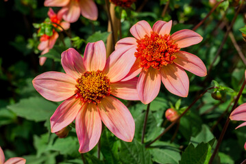 Wall Mural - Photo of dahlia flowers in the garden