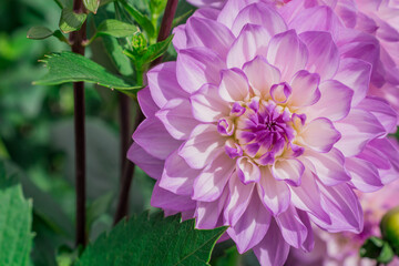 Wall Mural - Photo of dahlia flowers in the garden