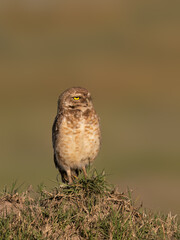 Wall Mural -  Burrowing Owl standing on the hill