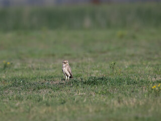 Wall Mural - Burrowing Owl standing on the field