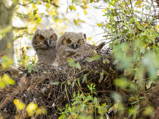 Wall Mural - Two Great Horned Owlets in the nest