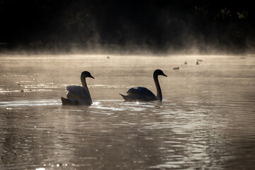 Wall Mural - Swans swimming on an autumn morning, with low mist and golden sunlight over the lake