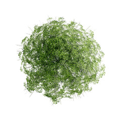 Wall Mural - tree top view plant landscape architecture nature garden aerial render.