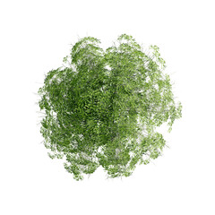 Wall Mural - tree top view plant landscape architecture nature garden aerial render.