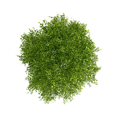 Wall Mural - tree top view plant landscape architecture nature garden aerial render.