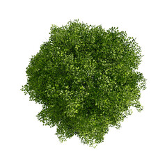 Wall Mural - tree top view plant landscape architecture nature garden aerial render.