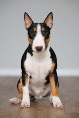 Poster - cute young bull terrier dog sitting indoors