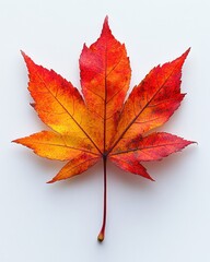 Wall Mural - a vibrant red japanese maple leaf with pointed lobes, isolated on white background