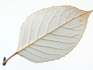 Wall Mural - a white willow leaf with a long, narrow shape and finely serrated edges, isolated on white backgroun
