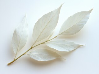 Wall Mural - a white willow leaf with a long, narrow shape and finely serrated edges, isolated on white backgroun
