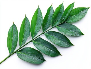 Wall Mural - a bamboo leaf with a slender shape and pointed tip, isolated on white background