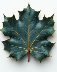 Wall Mural - A holly leaf with spiked edges and deep green color, isolated on white background 