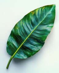 Wall Mural - A mango leaf with a smooth texture and gently curved veins, isolated on white background 