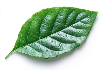 Wall Mural - A realistic beech leaf with a glossy green surface and fine veins, isolated on white background 