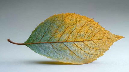 Wall Mural - A realistic cottonwood leaf with a triangular shape and finely toothed edges, isolated on white background 