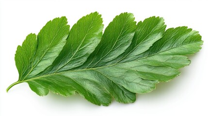 Wall Mural - A realistic hawthorn leaf with a lobed structure and serrated edges, isolated on white background 