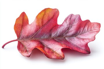 Wall Mural - a realistic red oak leaf with pointed lobes and deep red color, isolated on white background