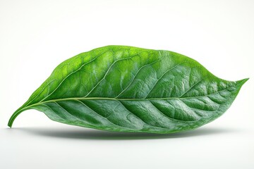 Wall Mural - A realistic sorrel leaf with smooth surface and elongated shape, isolated on white background 