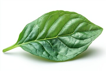 Wall Mural - A realistic sorrel leaf with smooth surface and elongated shape, isolated on white background 
