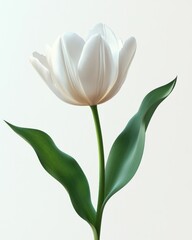 Wall Mural - a realistic tulip leaf with a broad base and slightly wavy margins, isolated on white background