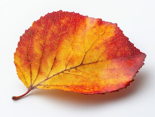 Wall Mural - a single aspen leaf with a round shape and prominent midvein, isolated on white background