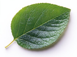 Wall Mural - a single aspen leaf with a round shape and prominent midvein, isolated on white background