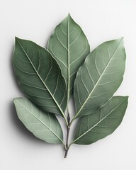 Wall Mural - a single bay leaf with a glossy surface and slightly curved edges, isolated on white background