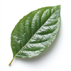Wall Mural - a single ficus leaf with a glossy surface and slightly curled edges, isolated on white background