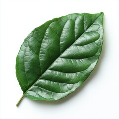 Wall Mural - a single ficus leaf with a glossy surface and slightly curled edges, isolated on white background