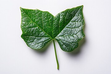 Wall Mural - a single ivy leaf with a glossy surface and prominent veins, isolated on white background