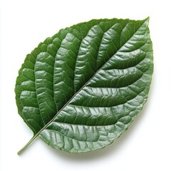 Wall Mural - a single ficus leaf with a glossy surface and slightly curled edges, isolated on white background