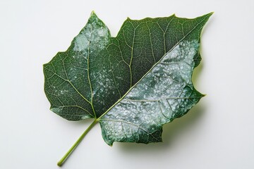 Wall Mural - a single ivy leaf with a glossy surface and prominent veins, isolated on white background