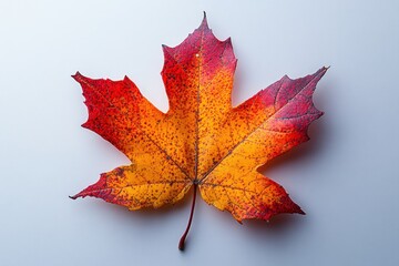 Wall Mural - A single maple leaf with intricate vein patterns, showing autumn colors in red and yellow, isolated on white background 