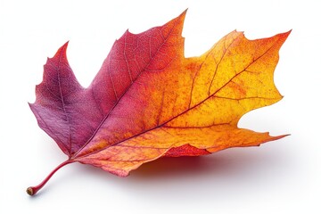 a single maple leaf with intricate vein patterns, showing autumn colors in red and yellow, isolated 
