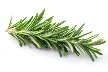 Wall Mural - a single rosemary leaf with a narrow, needle-like shape, isolated on white background